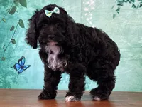 Cloe, a female Cockapoo for sale in Lexington, KY – 3 of 3