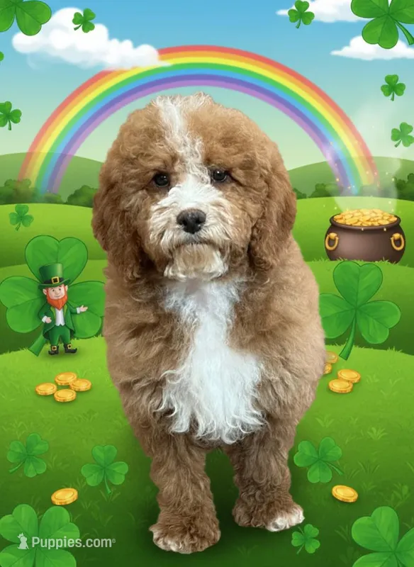 Carter – Cockapoo puppy on hold in Louisville, KY
