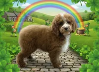 Carter, a male Cockapoo for sale in Louisville, KY – Photo 2 of 3