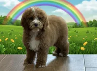 Carter, a male Cockapoo for sale in Louisville, KY – Photo 3 of 3