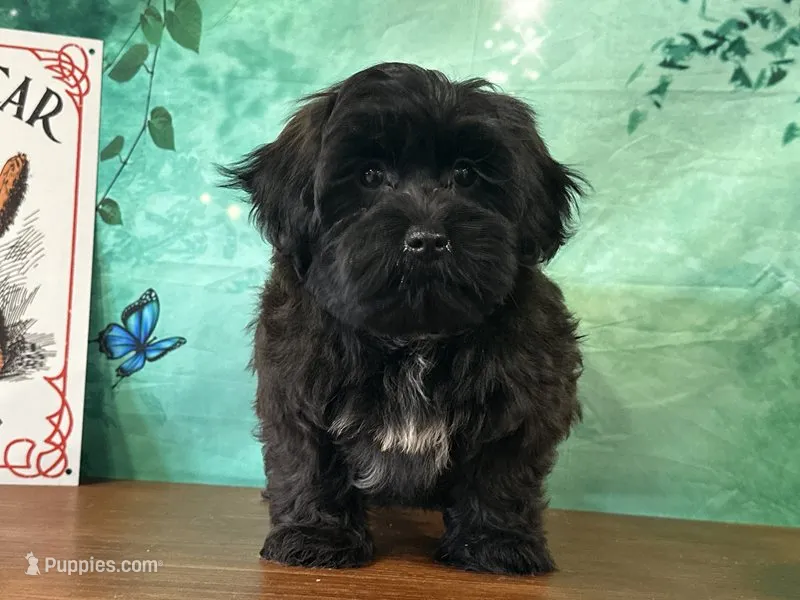 Hank  – Shichon puppy for sale in Cincinnati, OH