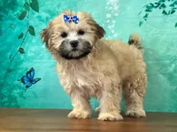 Bella, a female Shichon for sale in Lexington, KY – 3 of 3