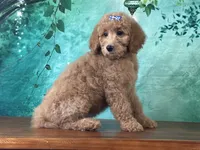 Princess, a female Goldendoodle for sale in Lexington, KY – 3 of 3