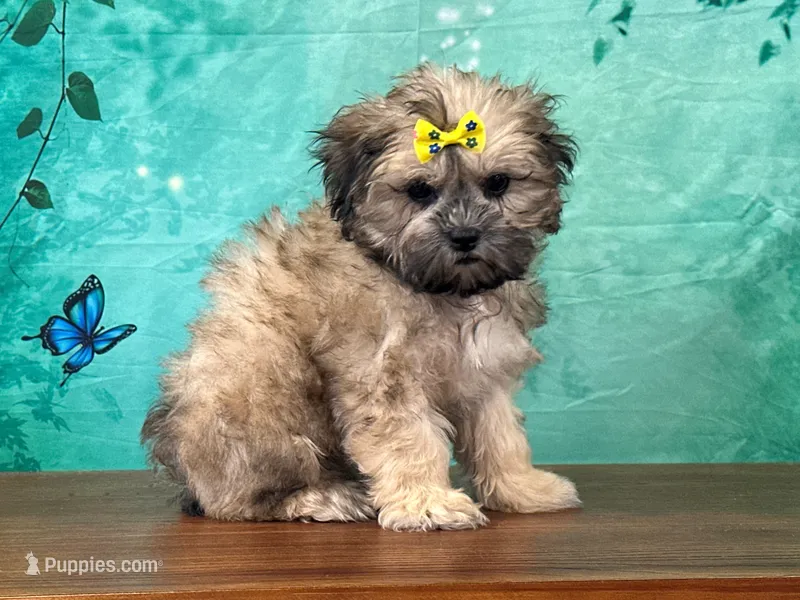 Dolly – Shichon puppy for sale in Lexington, KY