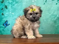 Dolly, a female Shichon for sale in Lexington, KY – 1 of 3