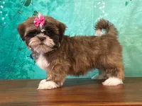 Poppy, a female Shih Tzu for sale in Lexington, KY – 2 of 3