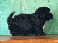 Archie, a male Bichon Frise and Yorkshire Terrier for sale in Lexington, KY – 2 of 3