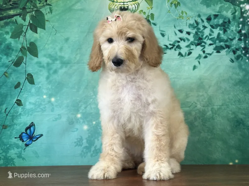 Duchess – Goldendoodle puppy for sale in Lexington, KY
