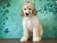 Duchess, a female Goldendoodle for sale in Lexington, KY – 1 of 3