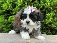 Twinkle, a female Shichon for sale in Newfield, NJ – Photo 3 of 3