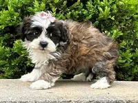 Twinkle, a female Shichon for sale in Newfield, NJ – Photo 2 of 3