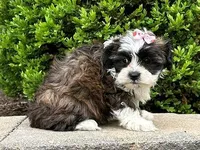 Twinkle, a female Shichon for sale in Newfield, NJ – Photo 1 of 3