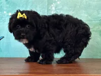 Lily, a female Bichon Frise and Yorkshire Terrier for sale in Lexington, KY – 2 of 3