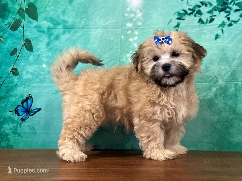 Bella – Shichon puppy for sale in Lexington, KY