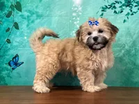 Bella, a female Shichon for sale in Lexington, KY – 1 of 3