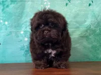 Buckeye, a female Shichon for sale in Lexington, KY – 3 of 4