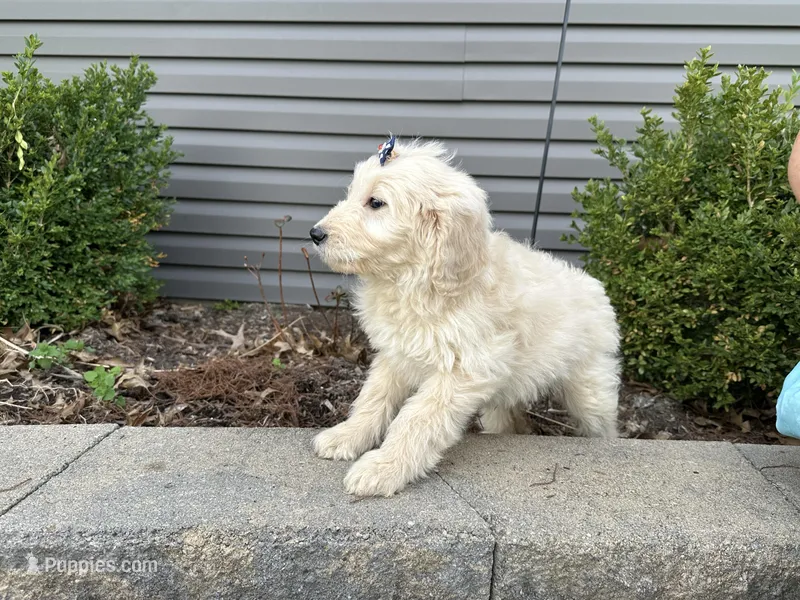 Muffin – English Goldendoodle puppy for sale in Louisville, KY