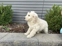 Muffin, a female English Goldendoodle for sale in Louisville, KY – Photo 1 of 2