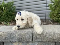 Muffin, a female English Goldendoodle for sale in Louisville, KY – Photo 2 of 2