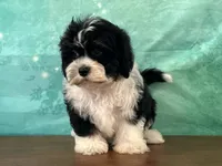 Buck, a male Shichon for sale in Cincinnati, OH – 3 of 3