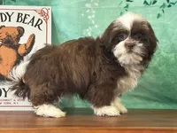 Maverick , a male Shichon for sale in Cincinnati, OH – 2 of 3