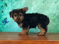 Leo, a male Yorkshire Terrier for sale in Lexington, KY – 3 of 6