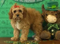 Cassey, a female Cockapoo for sale in Louisville, KY – Photo 2 of 3