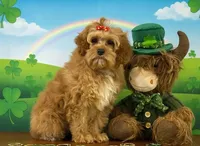 Cassey, a female Cockapoo for sale in Louisville, KY – Photo 3 of 3