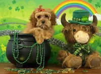 Cassey, a female Cockapoo for sale in Louisville, KY – Photo 1 of 3