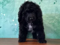 Cowboy, a male Cockapoo for sale in Lexington, KY – 2 of 3