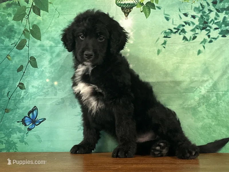 Clyde – Bernedoodle puppy for sale in Lexington, KY