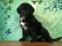 Clyde, a male Bernedoodle for sale in Lexington, KY – 1 of 3