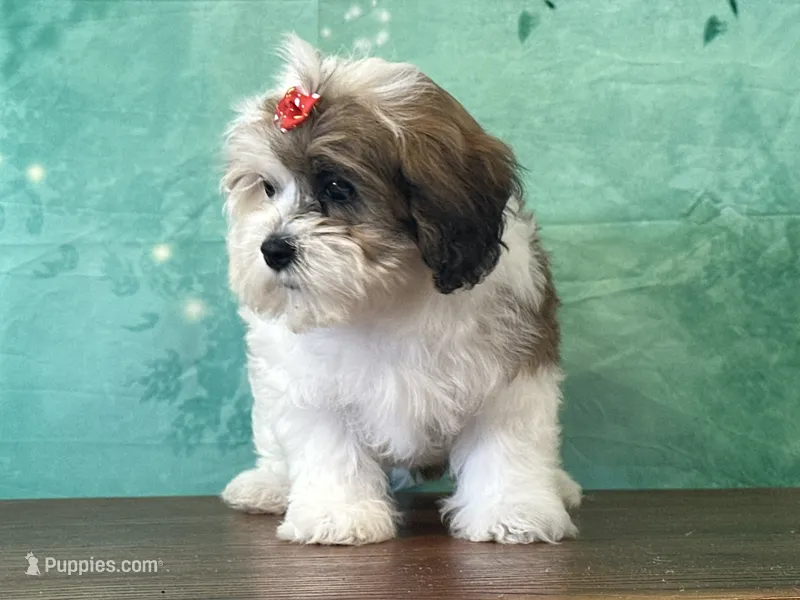 Nova – Shichon puppy for sale in Lexington, KY