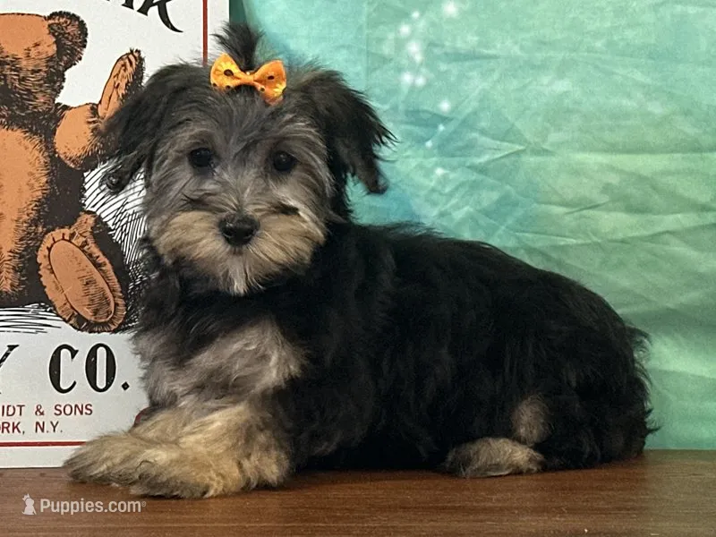 Skye – Bichon Frise, Yorkshire Terrier puppy for sale in Cincinnati, OH