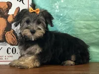 Skye, a female Bichon Frise and Yorkshire Terrier for sale in Cincinnati, OH – 1 of 3
