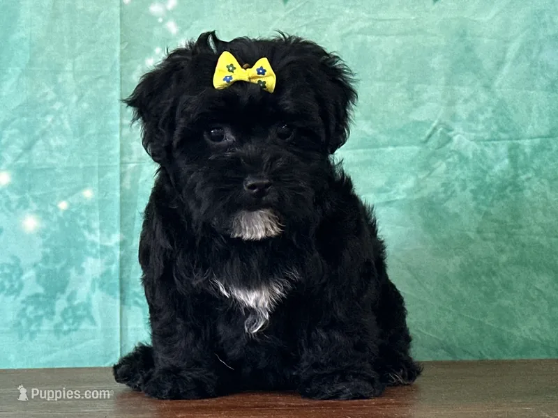 Lily – Bichon Frise, Yorkshire Terrier puppy for sale in Lexington, KY
