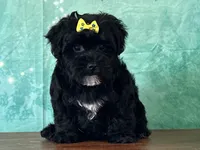 Lily, a female Bichon Frise and Yorkshire Terrier for sale in Lexington, KY – 1 of 3