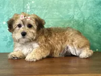 Lucy, a female Bichon Frise and Yorkshire Terrier for sale in Lexington, KY – 3 of 3