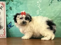 Patsy, a female Shichon for sale in Cincinnati, OH – 2 of 3