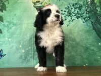 Bonnie, a female Bernedoodle for sale in Lexington, KY – 3 of 3