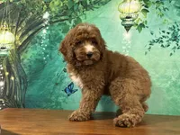 Pudding, a male Cockapoo for sale in Lexington, KY – 2 of 4