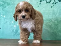 Cagney, a male Cockapoo for sale in Lexington, KY – 3 of 3