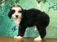 Bonnie, a female Bernedoodle for sale in Lexington, KY – 1 of 3