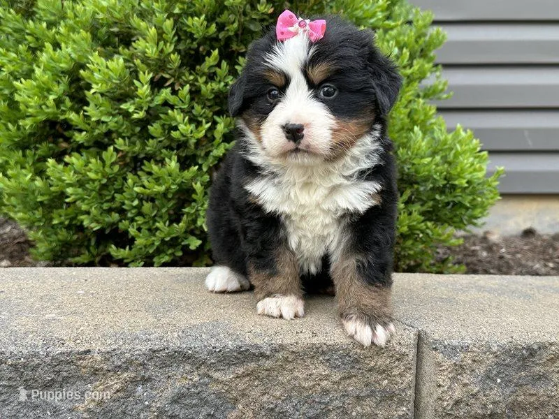 Heidi – Bernese Mountain Dog puppy for sale in Cincinnati, OH