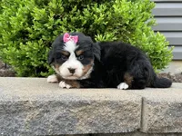 Heidi, a female Bernese Mountain Dog for sale in Cincinnati, OH – Photo 2 of 3