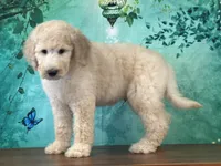 Duke, a female Goldendoodle for sale in Lexington, KY – 1 of 3