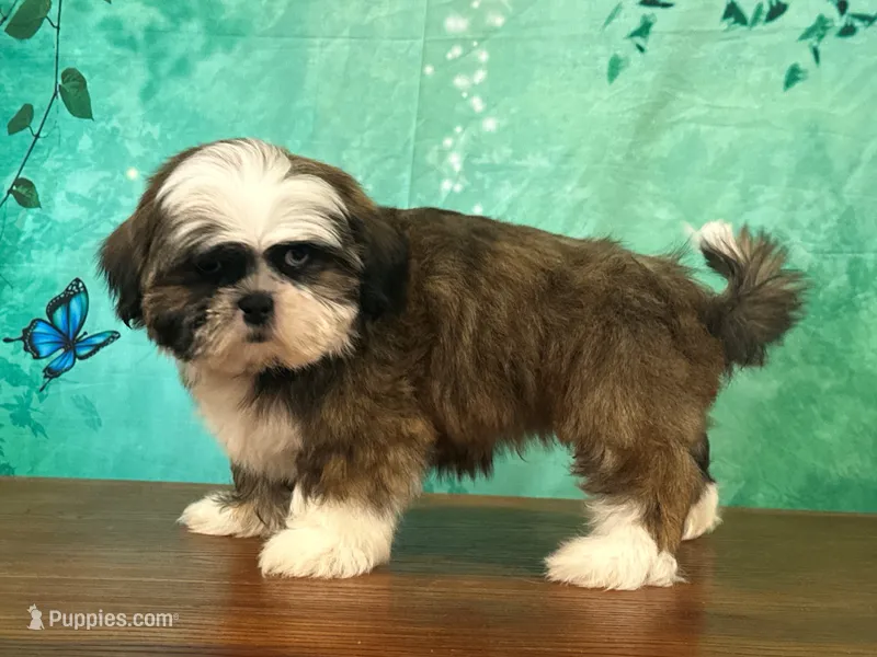 Buzz – Shih Tzu puppy for sale in Lexington, KY