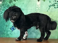 Gizmo, a male Shih Tzu for sale in Lexington, KY – 2 of 6