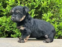 Ziggy, a male Bichon Frise and Yorkshire Terrier for sale in Florence, KY – Photo 3 of 3