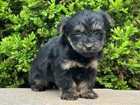 Ziggy, a male Bichon Frise and Yorkshire Terrier for sale in Florence, KY – Photo 1 of 3